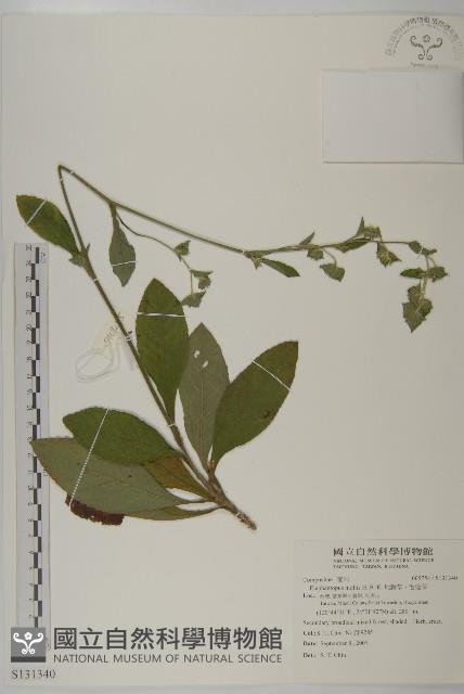 地膽草、毛蓮菜藏品圖，第1張