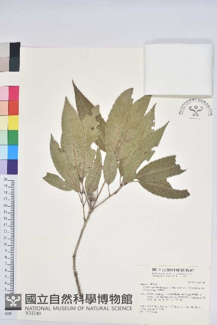 狹葉椆藏品圖，第1張