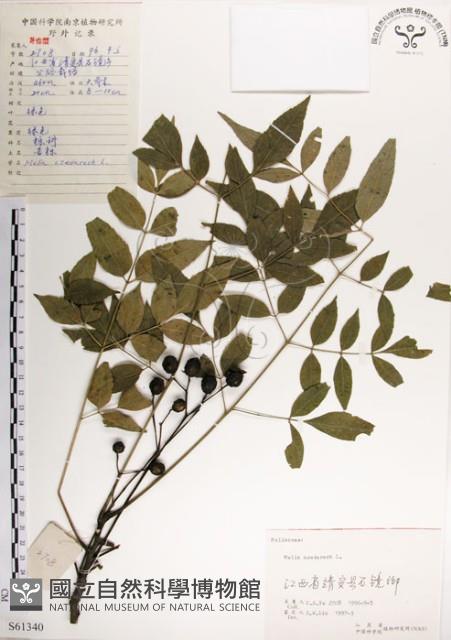 楝、苦楝藏品圖，第1張