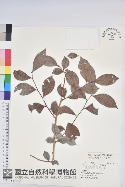 細葉饅頭果藏品圖，第1張