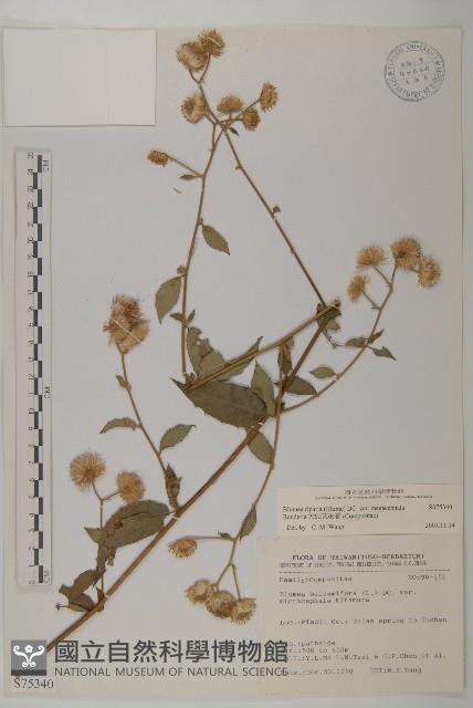 大頭艾納香藏品圖，第1張