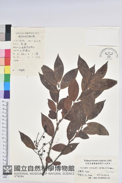 米飯花藏品圖，第1張