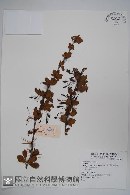 川西小檗藏品圖，第1張