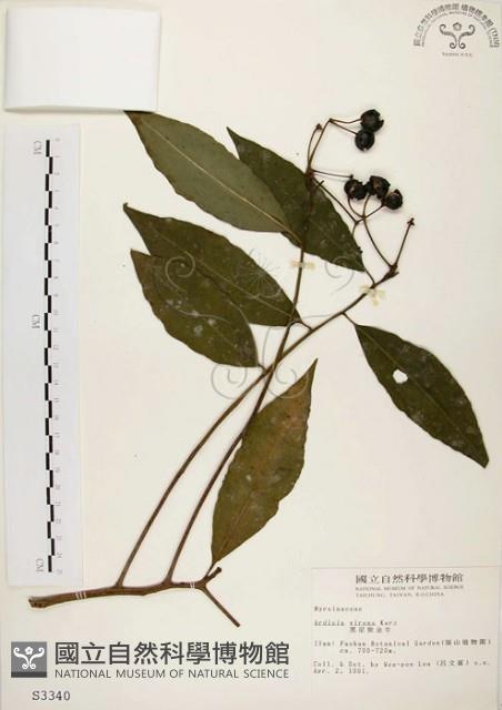 黑星紫金牛藏品圖，第1張