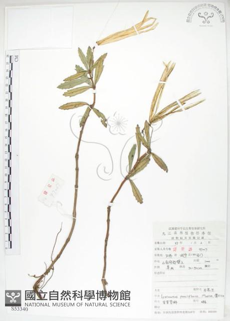 石吊蘭、吊石苣苔藏品圖，第1張