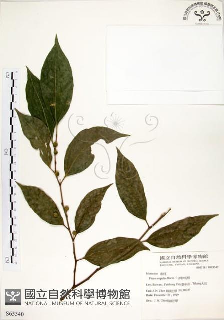 菲律賓榕藏品圖，第1張