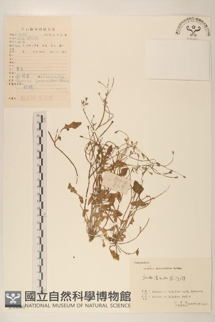 稻槎菜藏品圖，第1張