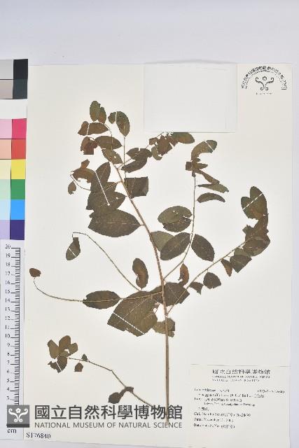 白飯樹藏品圖，第1張