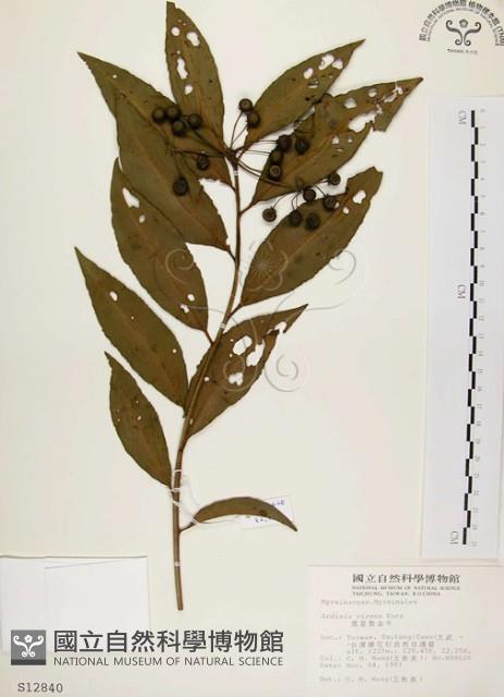 黑星紫金牛藏品圖，第1張