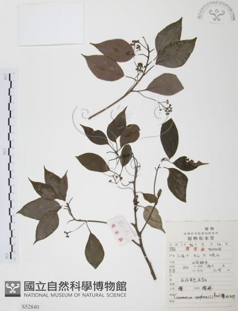 樟樹藏品圖，第1張