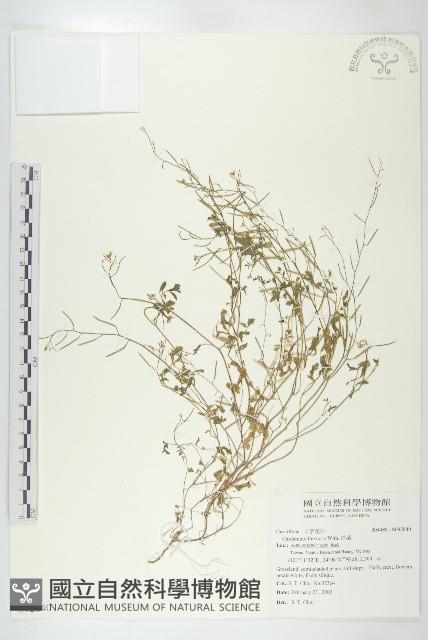 焊菜藏品圖，第1張