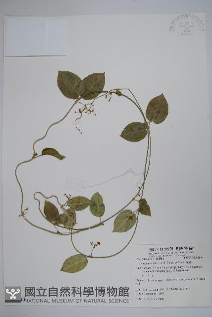 鷗蔓藏品圖，第1張