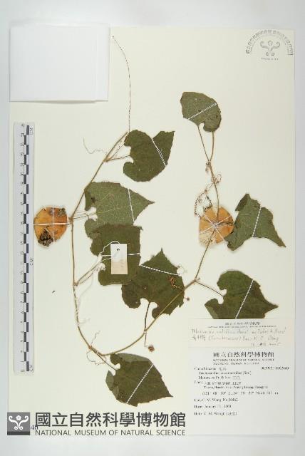 青牛膽藏品圖，第1張