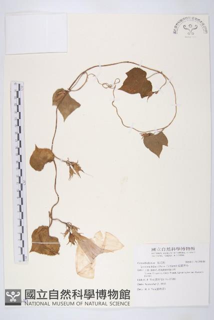 銳葉牽牛藏品圖，第1張