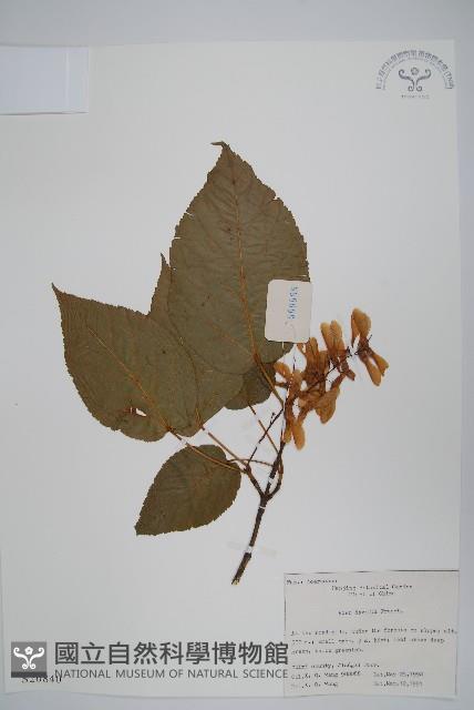 青榨槭藏品圖，第1張