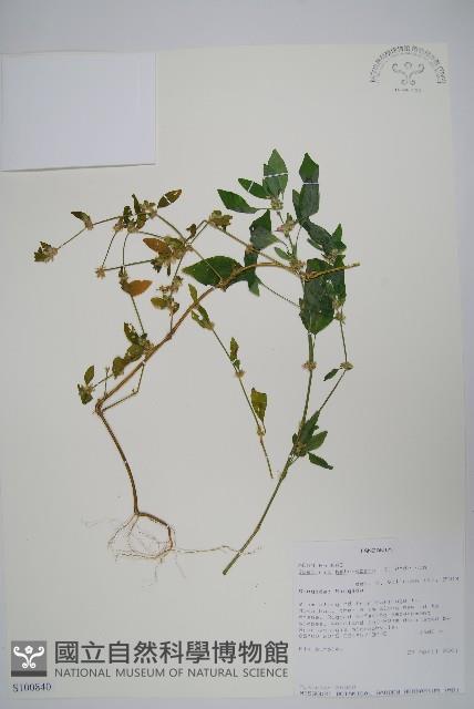 登錄號:S100840藏品圖，第1張