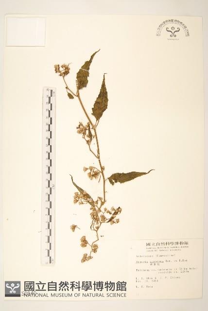 蔓黃菀藏品圖，第1張