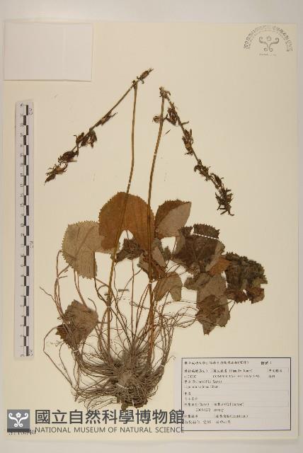 高山橐吾藏品圖，第1張