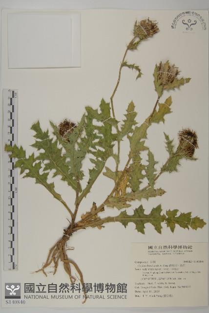 雞觴刺、島薊藏品圖，第1張