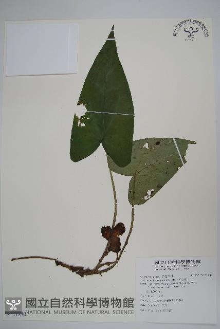 下花細辛藏品圖，第1張