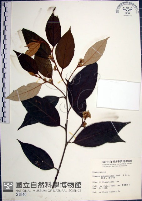 紅皮、葉下白、赤仔尾藏品圖，第1張
