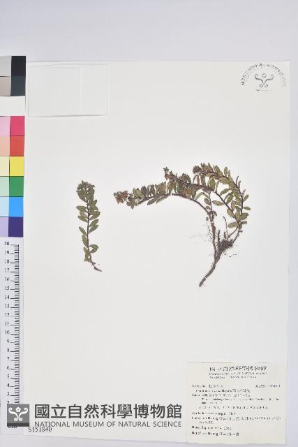 高山白珠樹藏品圖，第1張