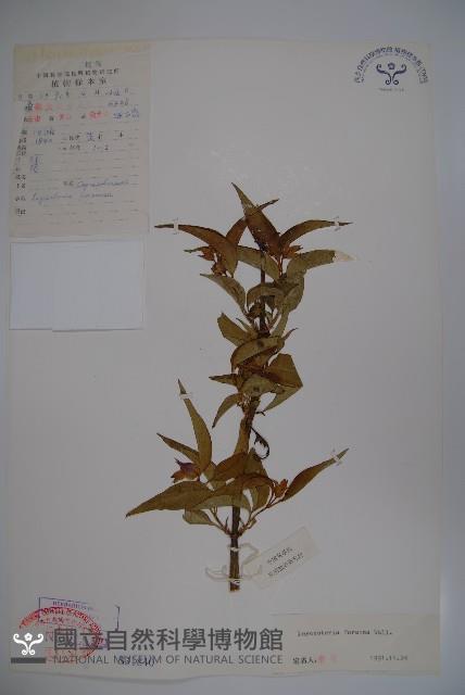 鬼吹簫藏品圖，第1張