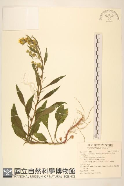 一枝黃花藏品圖，第1張