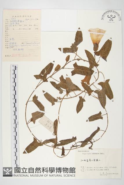 打碗花藏品圖，第1張