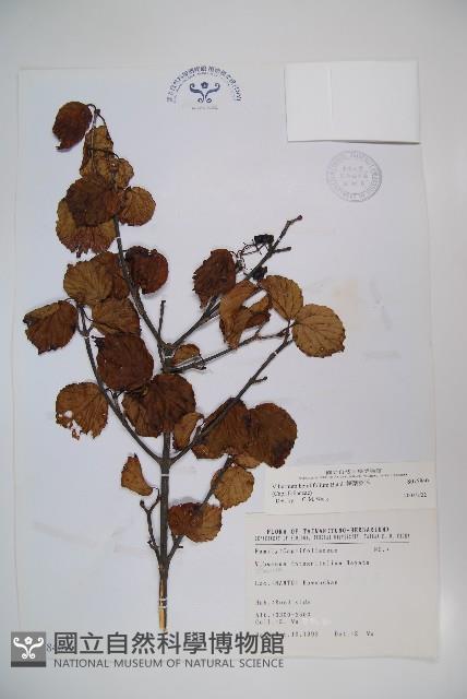 樺葉莢迷、玉山莢迷藏品圖，第1張