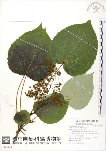 山桐子藏品圖，第1張