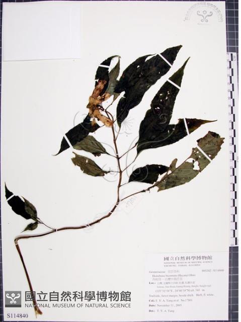 角桐草、台灣半蒴苣苔藏品圖，第1張