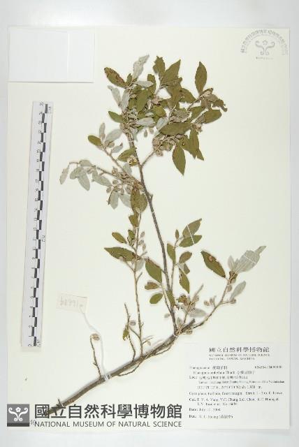 小葉胡頹子藏品圖，第1張