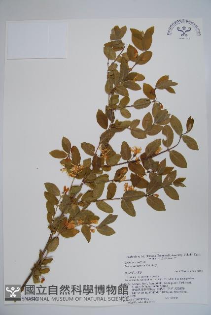 莫羅氏忍冬藏品圖，第1張