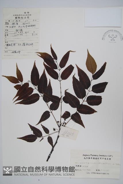 南酸棗藏品圖，第1張