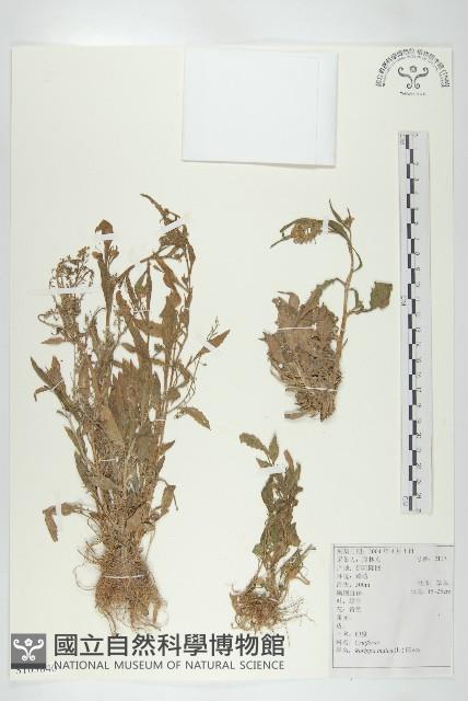 葶藶藏品圖，第1張