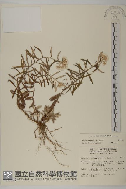 玉山抱莖籟簫藏品圖，第1張