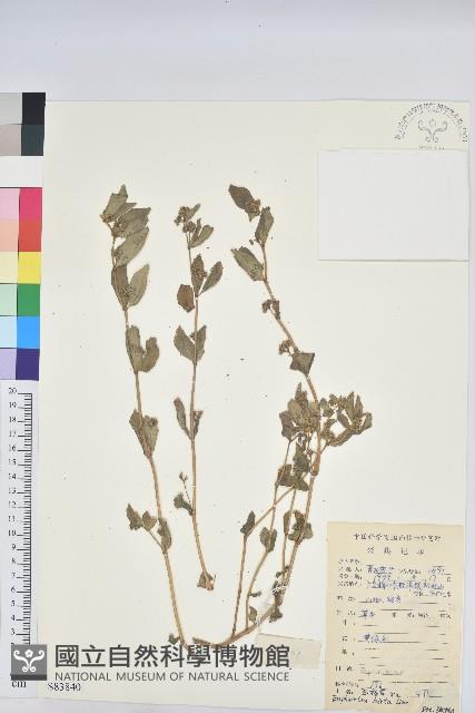 乳仔草藏品圖，第1張