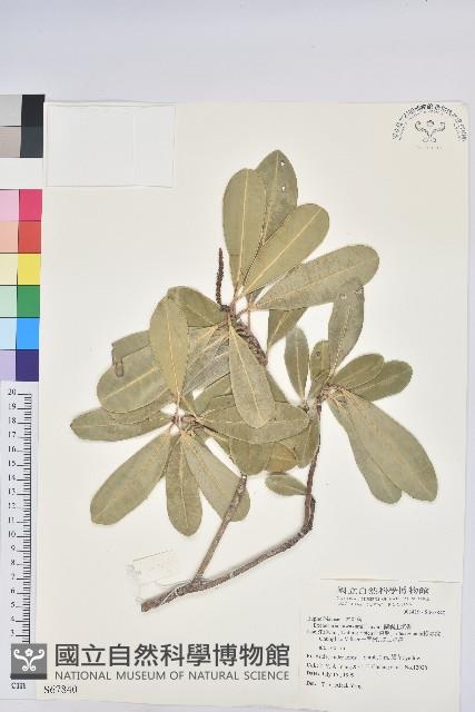 蘭嶼土沉香藏品圖，第1張