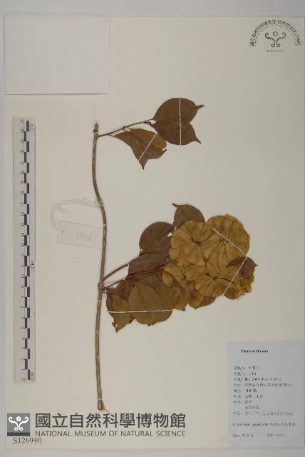 登錄號:S126940藏品圖，第1張