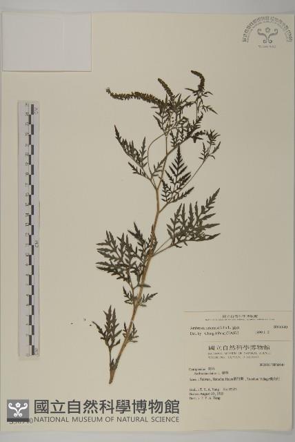 豬草、瘤果菊藏品圖，第1張