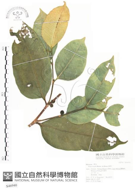 白肉榕、島榕藏品圖，第1張