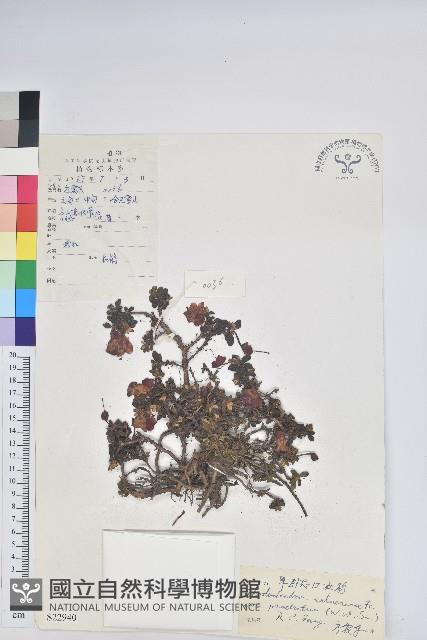 平臥怒江杜鵑藏品圖，第1張