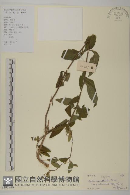 微糙三脈紫菀藏品圖，第1張