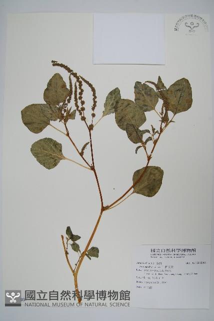 野莧菜藏品圖，第1張