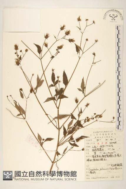 毛梗豨薟藏品圖，第1張