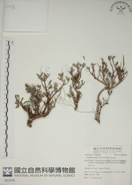 水芫花藏品圖，第1張