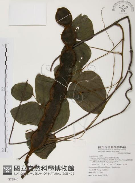 血藤、青山籠藏品圖，第1張