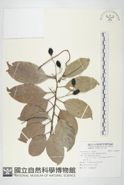 亨利氏伊立基藤藏品圖，第1張