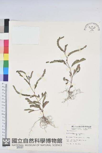 葉下珠、珠仔草藏品圖，第1張